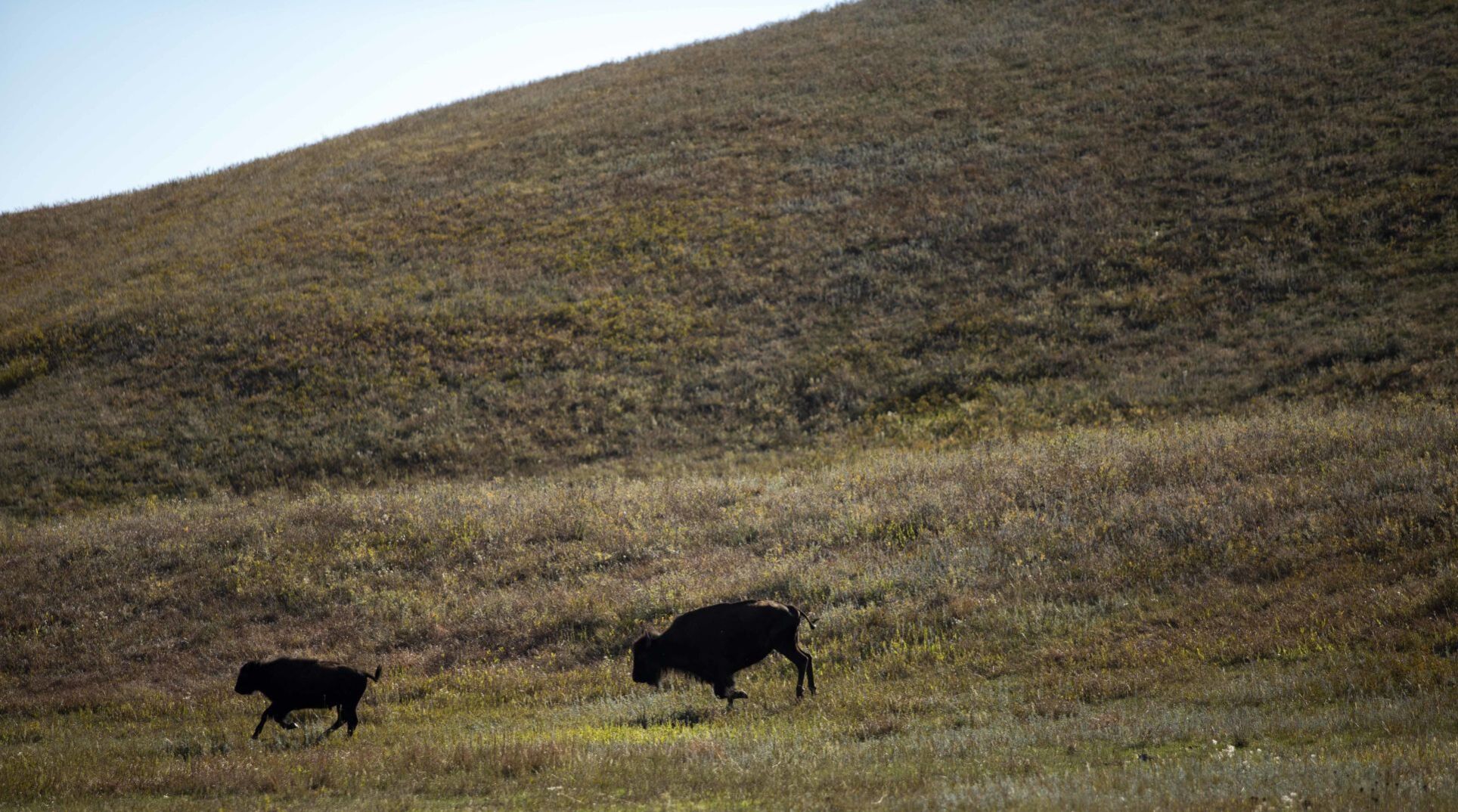 Buffalo 12